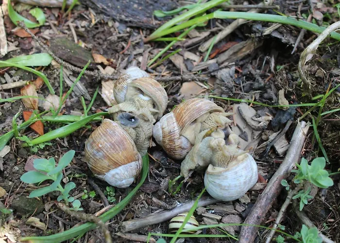 Апартаменты Waldhaus Hahnenklee *